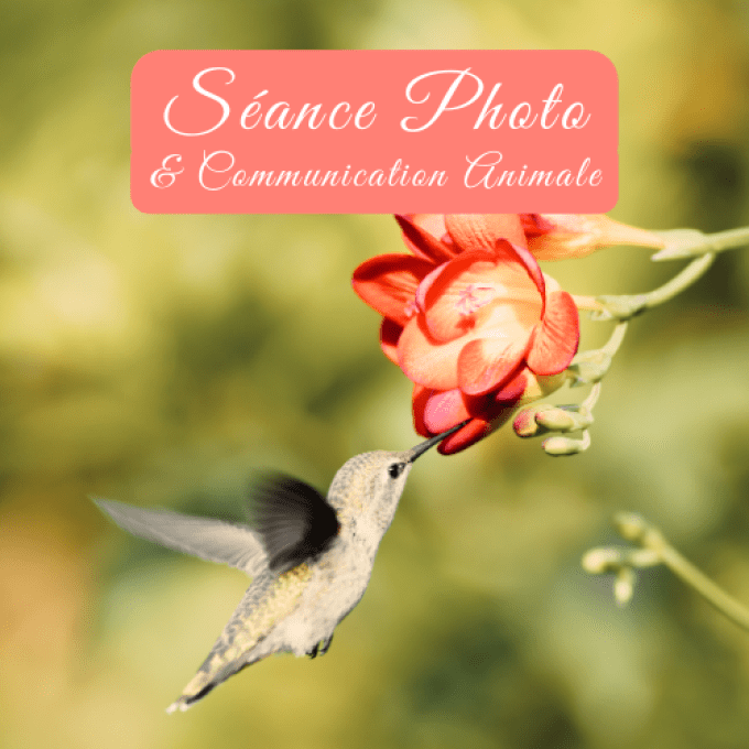 Séance Photo et Communication Animale "COLIBRI"